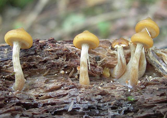 Una Galerina 